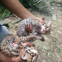 kucing-hutan-gratis-hibahmasuk-gan