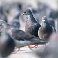 bawa-pesan-mengancam-pm-modi-burung-merpati-ditahan-polisi-india
