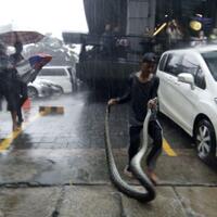 ular-sanca-5-meter-muncul-di-genangan-air-di-depan-colony-kemang