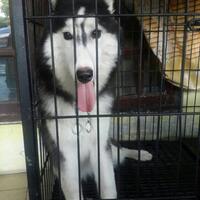 new-siberian-husky-lovers---read-page-1-for-update---part-2