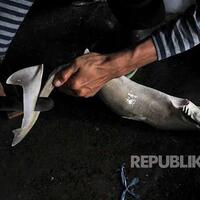 in-picture-walau-resmi-dilarang-sejak-2014-penjualan-sirip-hiu-tetap-marak