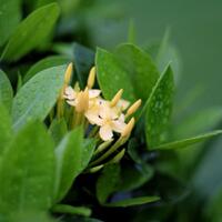 kavling-fujifilm-reborn