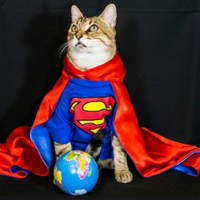 jika-kucing-menjadi-sosok-superhero