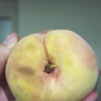 kontes-paling-pertama-di-dunia-ayo-ikut-gan