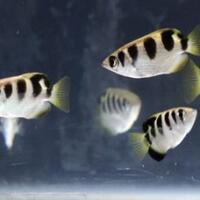 7-kekuatan-unik-binatang-yang-tak-dipelajari-di-sekolah