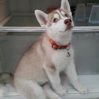 new-siberian-husky-lovers---read-page-1-for-update---part-2