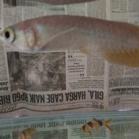 arowana--new-thread----part-1