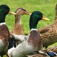 fakta-mengejutkan-dari--cupang--alias-gigitan-cinta