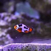 jual-berbagai-jenis-picasso-clownfish-nemo-grade-tertinggi-terendah