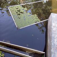 budidaya-ikan-gurami