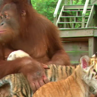 wow-orangutan-ini-jadi-bapak-asuh-3-anak-harimau