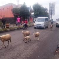 sheep-on-the-street-ketika-kawanan-domba-memasuki-jalan-raya