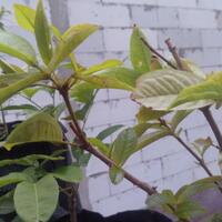 kampung-anggur----part-3