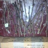 kampung-anggur----part-3