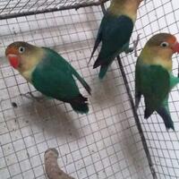 lovebird-lovers---part-1