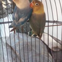 lovebird-lovers---part-1
