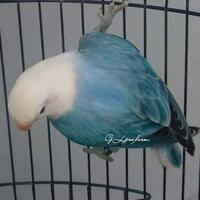 lovebird-lovers---part-1