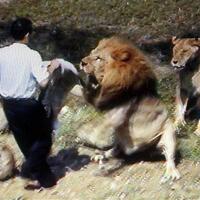 waspada-inilah-hewan-yang-paling-banyak-membunuh-manusia