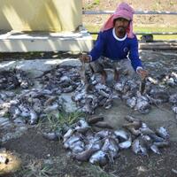 sayembara-memburu-tikus-di-jakarta