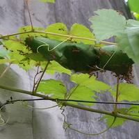 kampung-anggur----part-3