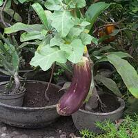 vegetable-lovers---official-thread---part-3