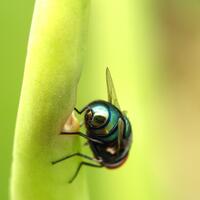 nongkrong-bareng-macro-micro-photography---part-1