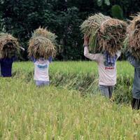 pemerintah-jadi-impor-beras-sejuta-ton-dari-kamboja