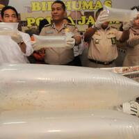 bongkar-penyelundupan-bibit-lobster-negara-selamatkan-rp33-miliar