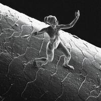 seni-pahatan-mikroskopik-di-atas-rambut-manusia