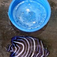 new--freshwater-fish-lounge---part-3