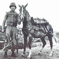 selingan-heroic-korean-war-horse-honored-by-marines-with-bronze-statue