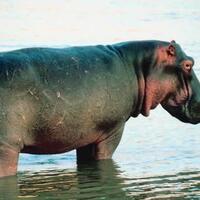 binatang2-ini-lebih-berbahaya-dari-keliatannya-gan