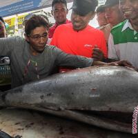 dkp-klaim-quotillegal-fishingquot-di-papua-menurun