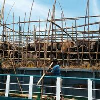 kapal-ternak-tol-laut-bawa-500-ekor-sapi-ke-jakarta