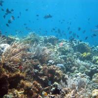 pemuda-inggris-tewas-saat-menyelam-di-wakatobi