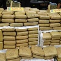 satu-ton-ganja-siap-edar-diamankan-polisi