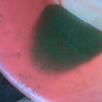 budidaya-ikan-gurami