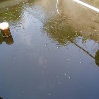 budidaya-ikan-gurami