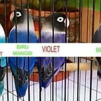 lovebird-lovers---part-1