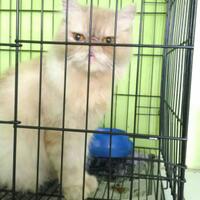 info-biro-jodoh-kucing-catlovers---read-page-1-first