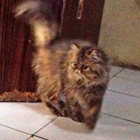 973397339619958095809658persian-cats-lover-organization966895809580961997339733