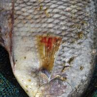 budidaya-ikan-gurami