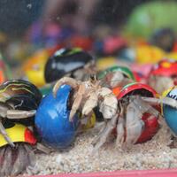 7-hewan-ini-di-jadikan--mainan--idola-anak-90-an-tapi-berakhir-tragis