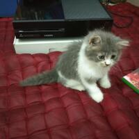 973397339619958095809658persian-cats-lover-organization966895809580961997339733