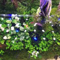 aquascape-for-everyone-learning-and-sharing---part-2