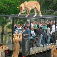 pengunjung-dimasukkan-ke-kandang-dan-diumpankan-untuk-singa-dan-harimau
