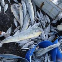 ekspor-produk-perikanan-dan-seafood-tumbuh-1076-persen