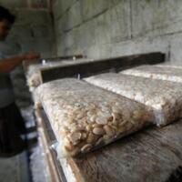 tempe-dan-tahu-yang-terus-kena-dera