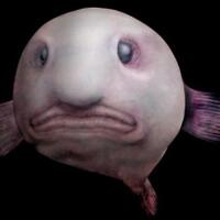7-fakta-mencengangkan-si-ikan-buruk-rupa-blobfish