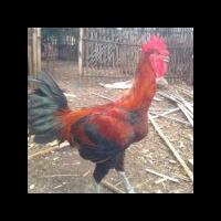 mengapa-ayam-jantan-selalu-berkokok-dipagi-hari